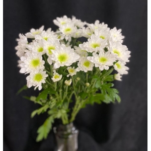 Купить хризантему кустовую белую с доставкой в Комсомольске-на-Амуре