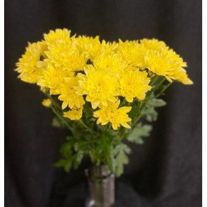 Купить хризантему кустовую жёлтую с доставкой в Комсомольске-на-Амуре