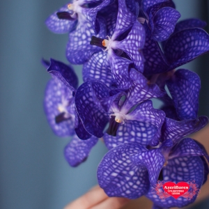 Купить орхидею Ванда (Vanda) в Комсомольске-на-Амуре