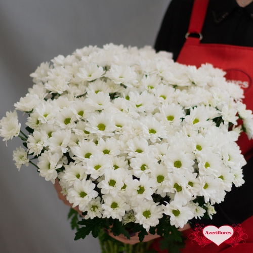 Купить хризантему ромашки белую с доставкой в Комсомольске-на-Амуре