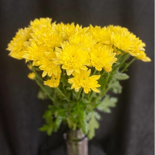 Купить хризантему кустовую жёлтую с доставкой в Комсомольске-на-Амуре