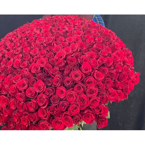 Купить охапку из 351 роз с доставкой в Комсомольске-на-Амуре